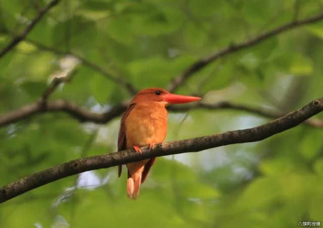 Red pepperbin