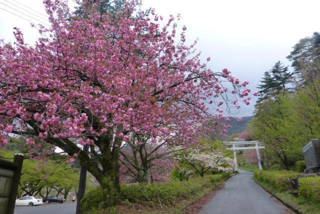 Funa Ueyama Yaezakura