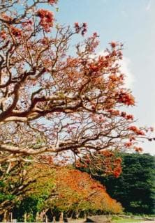 A row of daigo trees