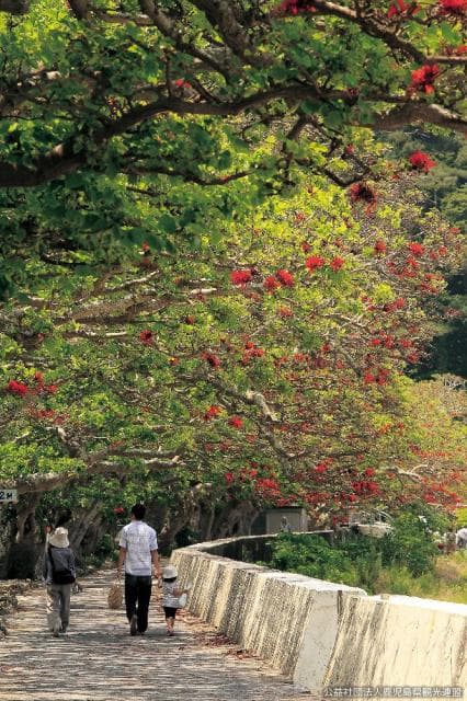 A row of daigo trees