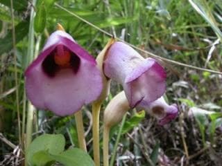 Nambangxel Akiyoshi-dai