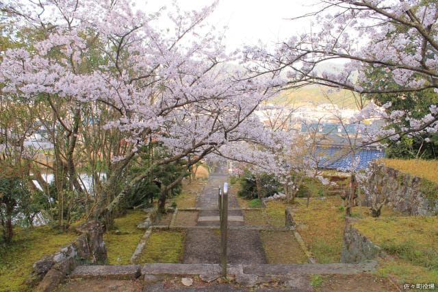 Cherry blossoms at Toko-ji Temple