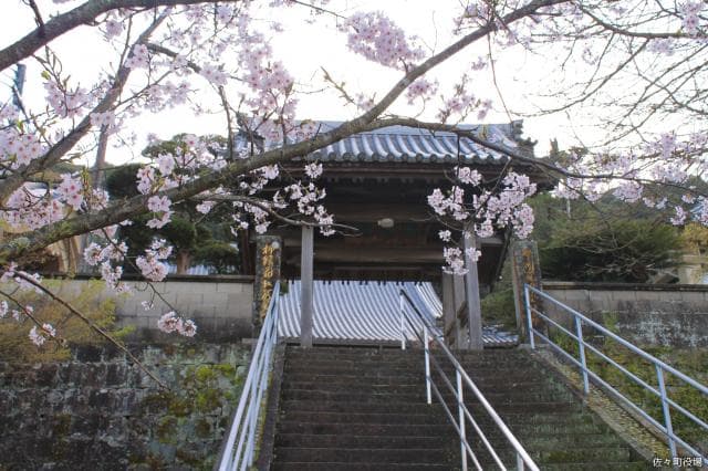 Cherry Blossom and Toko-ji Temple