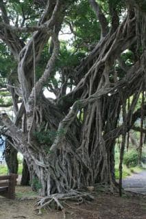 Gajumaru