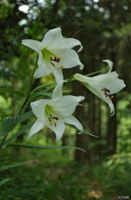 Sasa lily