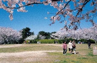 老の山公園/さくら