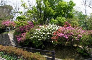 Hinoyama Park Azalea 3
