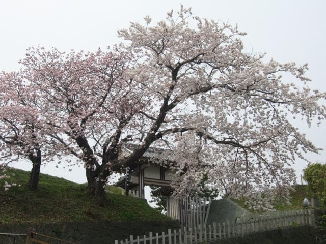 夫婦桜