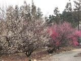 Plum of the Horticultural Center