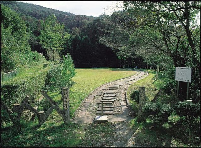 Wild bird forest