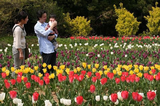 Tulips at the site of Shinchi Castle