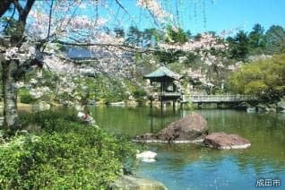 Cherry blossoms at Naritasan Park