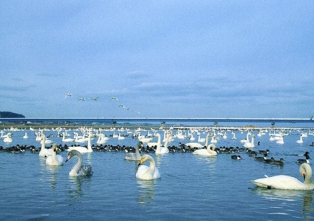 Mogamigawa Swan Park