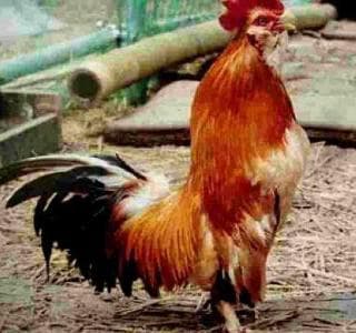 Sado Hige Chicken