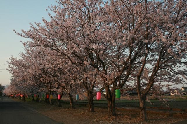Cherry blossoms in Shimoura (Yasaka)