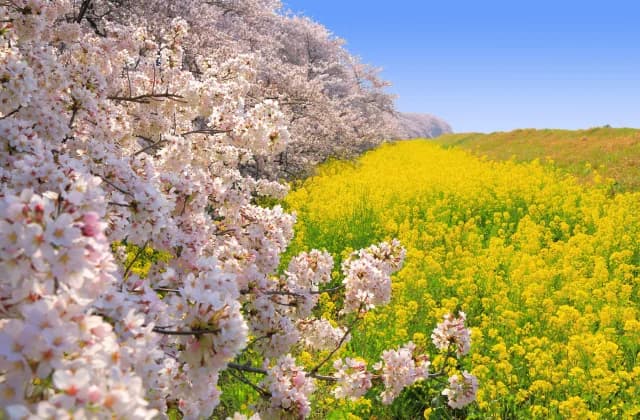 Cherry blossoms