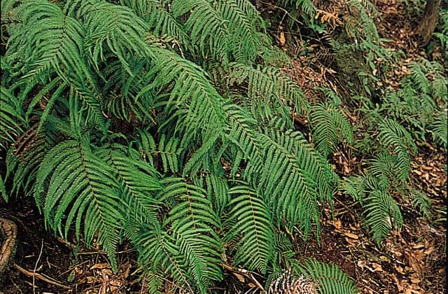 Kaneko ferns native fabric