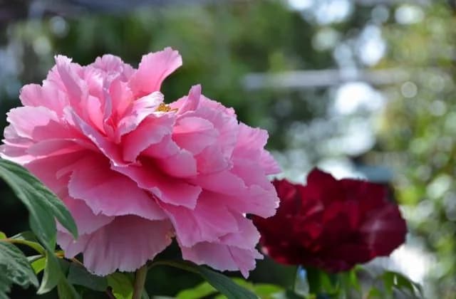 Morning Tadera Peony