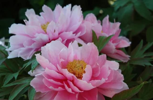 Morning Tadera Peony