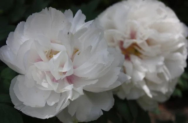 Morning Tadera Peony