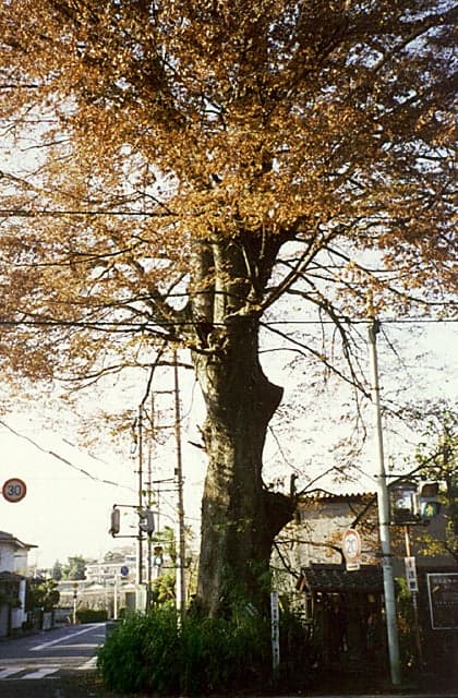 万年橋のケヤキ