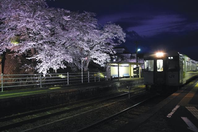 Cherry blossoms at Mogi Station