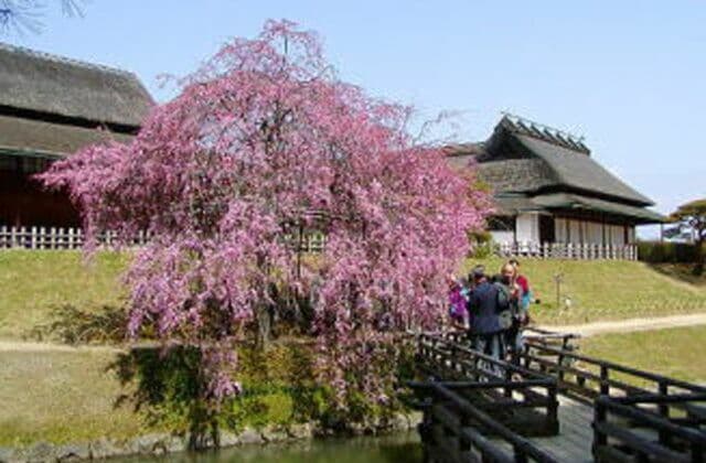 Plums, Cherry Blossoms and Azaleas at Korakuen Garden