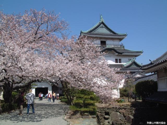 Wakayama Castle and cherry blossoms