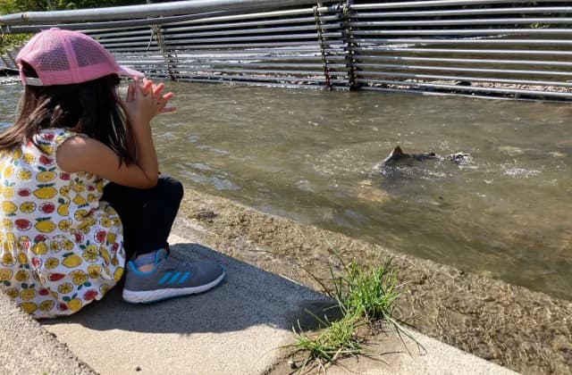 Salmon on the Nukibetsu River