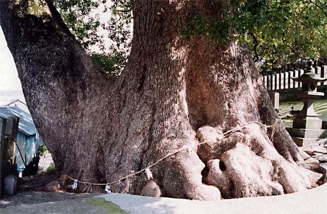 阿蘇神社の大クス