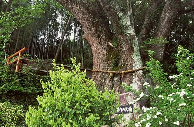 The Great Kusu of Hikitsukuri