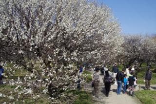 Bairin, Koshigaya Park