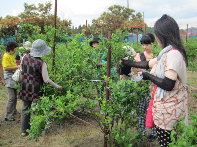 Blueberry Harvest