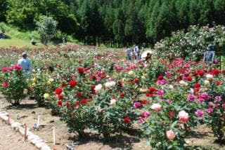 Rose Garden 2