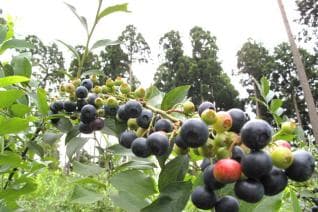 Ezawa Fruit Land