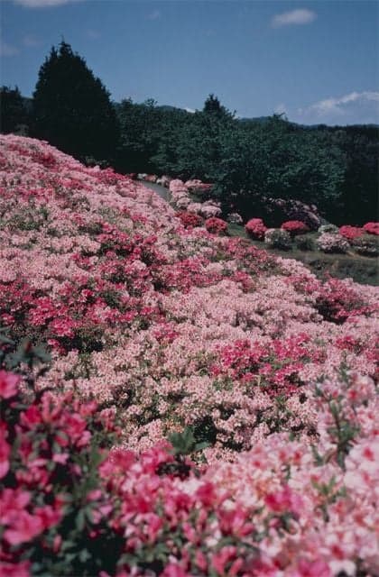 Azalea of islandpaku