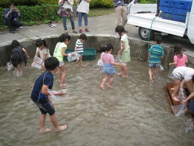 ヤマメの掴み取り