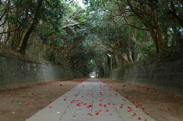 The tree flora of Isomae-jinja Shrine