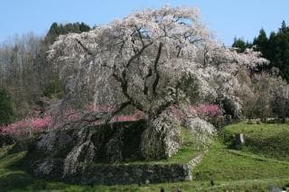Matabei Sakura