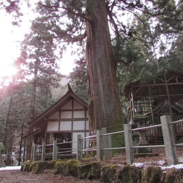 Osugi of Kurio-jinja Shrine