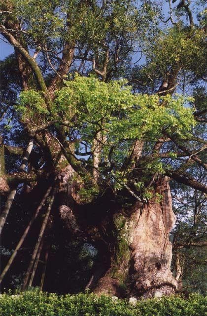Large camphor in Honjo