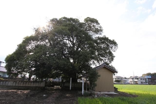 五位堂のシラカシ