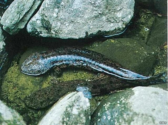 Giant salamander