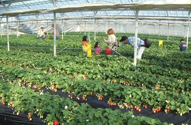 館山いちご狩りセンター