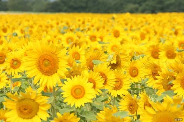 Sunflower field