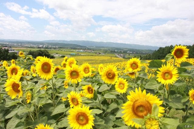 Sanpillar Park