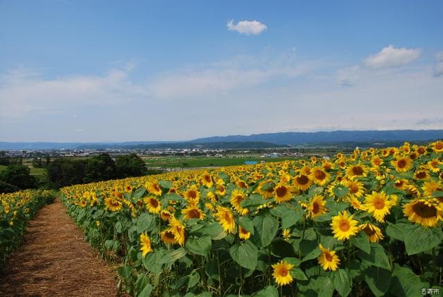 Sanpillar Park