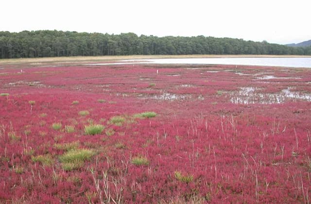 Coral grass of Yubetsu on the shores of Lake Saroma