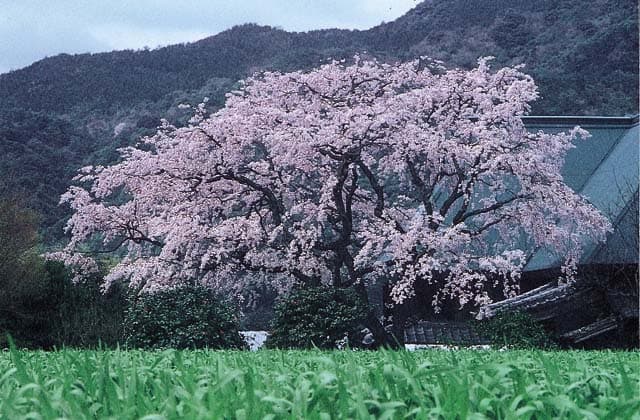 宝珠寺ヒメシダレザクラ