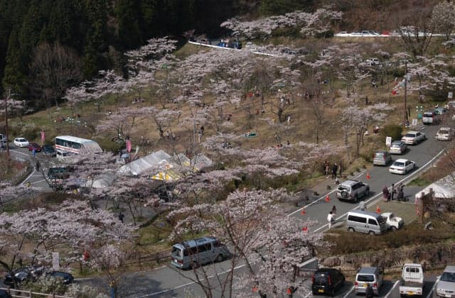 高森峠の千本桜